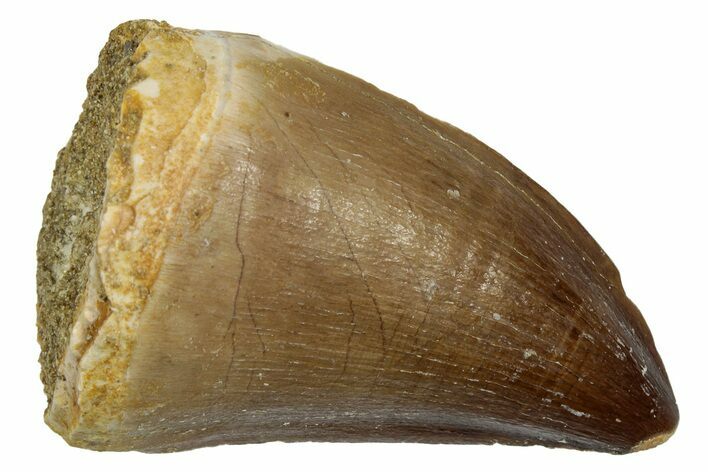 Fossil Mosasaur (Thalassotitan) Tooth - Morocco #345160